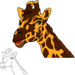 portrait giraffe portrait giraffe