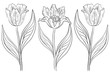Photos : Flowers tulips, contours