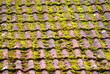 bemoostes Dach