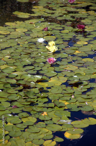 Photo: Pond Lily Pond Lily