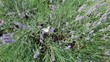 Butterfly on lavender