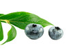 Zwei Blaubeeren