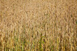 grano