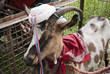 goat dressed for wedding