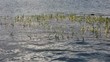 Video: Wasserpflanzen Wasserpflanzen
