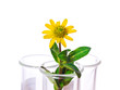 Test Tubes with small flowers ,Isolated on white.