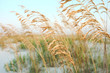 Foto: Sea Oats in the Sand Dunes at the Beach Sea Oats in the Sand Dunes at the Beach