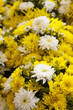 Flower bed