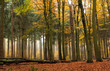Mischwald im Herbst
