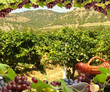 Vineyard