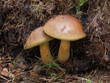 Maronenröhrling - Xerocomus badius Maronenröhrling - Xerocomus badius