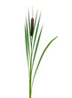Typha flower