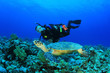 Scuba Diver and Hawksbill Sea Turtle