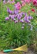 Prachtscharte und Gartenharke