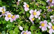 Herbst-Anemone (Anemone hupehensis)