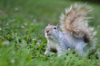 Squirrel on grass