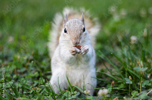 Photo: Squirrel eats almond on grass Squirrel eats almond on grass