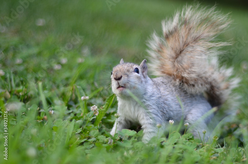 Photo: Squirrel on grass Squirrel on grass