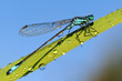 Dragonfly on blade of grass