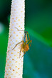 Spider.