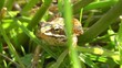 Moorfrosch - Rana arvalis