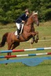 équitation