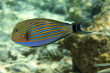 Doktorfisch, Surgeonfish