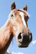 Beautiful horse
