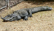 Injured Alligator