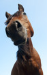 Horse with blue background