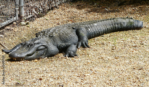 Photo: Injured Alligator Injured Alligator