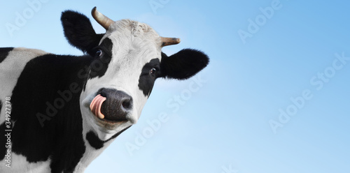 Photo: Cow Cow