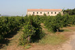 vignoble de maguelone, herault vignoble de maguelone, herault
