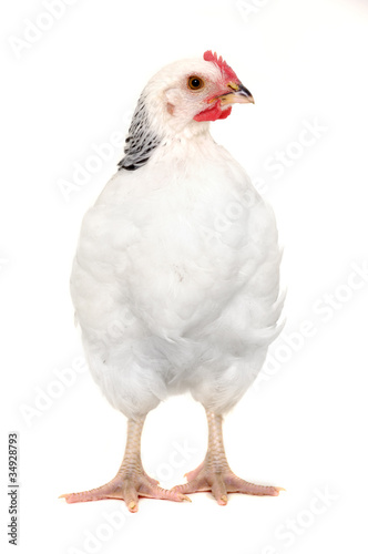 Photo: chicken isolated chicken isolated