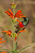 Scarlet-chested sunbird (nectarinia senegalensis) at Wilderness Scarlet-chested sunbird (nectarinia senegalensis) at Wilderness