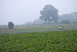 Early Morning Farm