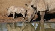 White rhinoceros with calf, Mkuze, South Africa