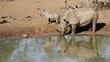 White rhinoceros with calf, Mkuze, South Africa