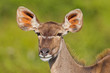 Greater Kudu (tragelaphus strepsiceros) at Addo Elephant Park Greater Kudu (tragelaphus strepsiceros) at Addo Elephant Park