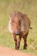 Warthog (phacochoerus africanus) at Addo Elephant Park Warthog (phacochoerus africanus) at Addo Elephant Park