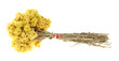 Medicinal herbs, (Helichrysum)