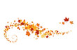 Swirl of maple leaves