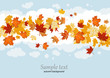 Maple leaves