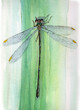 aquarelle de libellule, demoiselle aquarelle de libellule, demoiselle