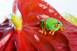 colors in nature