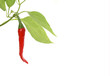 Red hot chili pepper