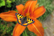 European peacock butterfly