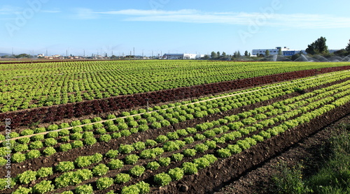 Photo: champs de salades en culture intensive champs de salades en culture intensive