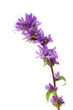 Compact bellflower (Campanula glomerata) Compact bellflower (Campanula glomerata)
