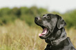 Talking dog